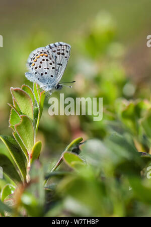 Östlichen Baton Blau (Scolitantides vicrama) Südwesten Finnland, Juni. Stockfoto