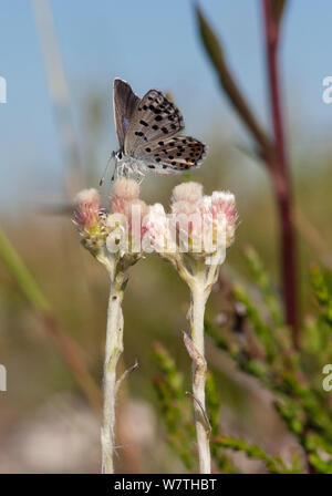 Östlichen Baton Blauer Schmetterling (Pseudophilotes vicrama) Weiblich, auf Blume, im Südwesten von Finnland, Juni. Stockfoto