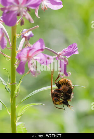 Europäischen Hornet (Vespo crabro) Fütterung auf Hummel, Südkarelien, Südfinnland, Juli. Stockfoto