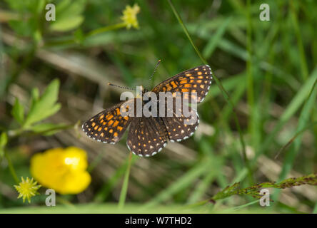 Falsche Heide Fritillaryschmetterling (Melitaea diamina) Männliche ruht, Pirkanmaa, Finnland, Juni. Stockfoto