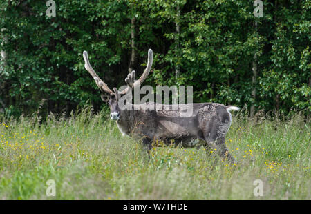 Finnische Wald Rentier (Rangifer tarandus fennicus) männlich in Samt, Nordfinnland, Juni. Stockfoto