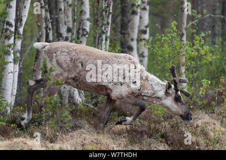 Finnische Wald Rentier (Rangifer tarandus fennicus) männliche Mauser im Sommer, Nordfinnland, Februar. Stockfoto