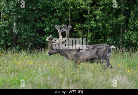 Finnische Wald Rentier (Rangifer tarandus fennicus) männlich in Samt, Nordfinnland, Juni. Stockfoto