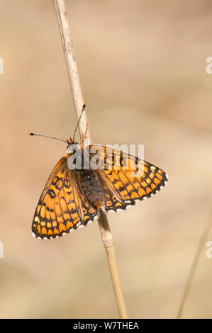 Glanville Fritillaryschmetterling (Melitaea cinxia) neu entstandenen Weiblich, Aland Inseln, Finnland, Mai. Stockfoto