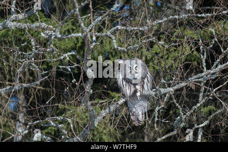 Bartkauz (Strix Nebulosa) mit Maus Beute, Südfinnland, April. Stockfoto