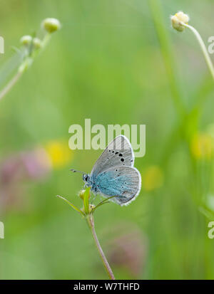 Green-Underside Blauer Schmetterling (Glaucopsyche alexis) männlich, zentrale Finnland, Juni. Stockfoto