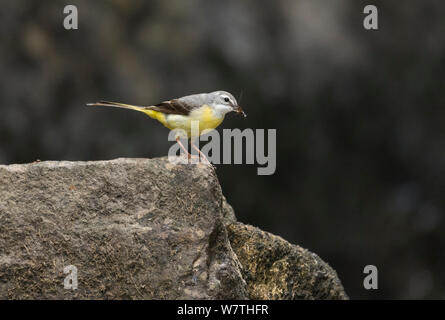 Gebirgsstelze (Motacilla cinerea) Weibliche mit Raub, zentrale Finnland, Juni. Stockfoto