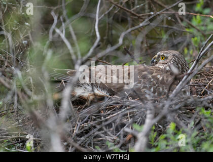 Kornweihe (Circus cyaneus) Weibliche auf einem Nest mit Mücken, zentrale Finnland, Juni. Stockfoto