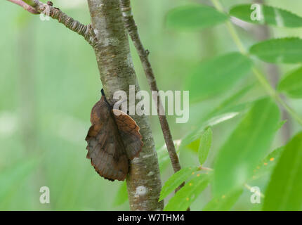 Lappet Motte (Gastropacha quercifolia) Ostfinnland, Juli. Stockfoto