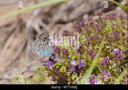 Die großen blauen Schmetterling (Phengaris arion) männlichen Fütterung auf Nektar, Ostfinnland, Juni. Stockfoto