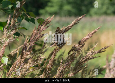 Weniger Lila Kaiser Schmetterling (Colias ilia) Weibchen auf Gras, Blumen, Südfinnland, August. Stockfoto