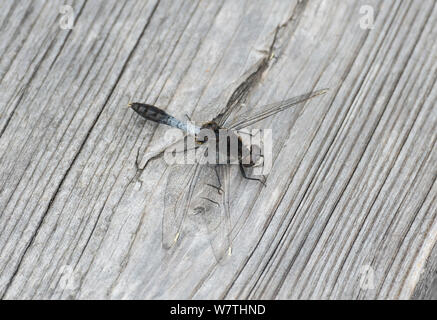 Lilypad Whiteface Dragonfly (Leucorrhinia caudalis) Männliche ruhend, Kittilä, Finnland, Mai. Stockfoto