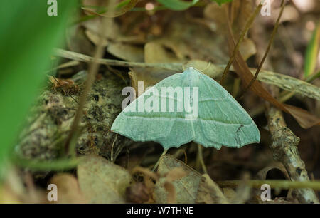 Light Emerald Campaea margaritata) Motte (weiblich, Aland Inseln, Finnland, Juli. Stockfoto