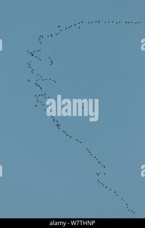 Long-tailed Enten (Clangula hyemalis) und Trauerenten Melanitta nigra) (Migration, Kymenlaakso, Südfinnland, Mai. Stockfoto