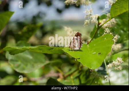 Karte Schmetterling (Araschnia levana) die zweite Generation weiblich, Südfinnland, Juli. Stockfoto