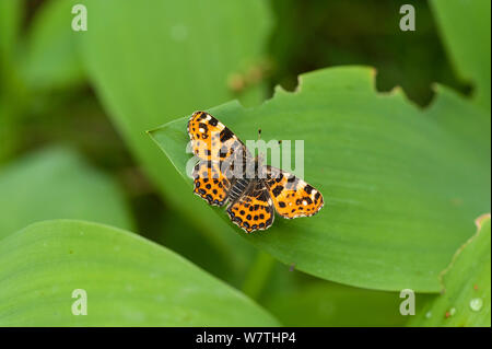 Karte Schmetterling (Araschnia levana) weibliche Generation I, Südfinnland, Juni. Stockfoto