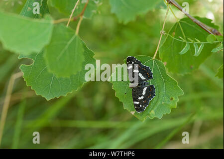 Karte Schmetterling (Araschnia levana) die zweite Generation weiblich, Südfinnland, Juli. Stockfoto