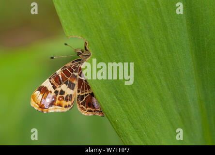 Karte Schmetterling (Araschnia levana) auf Blatt, Südfinnland, Juni. Stockfoto