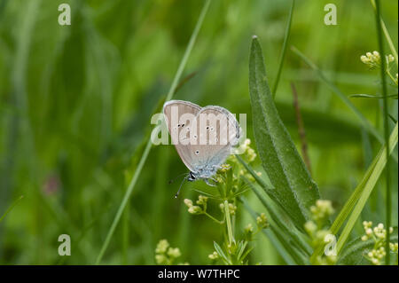 Mazarine Blue Butterfly (Polyommatus Semiargus), Südkarelien, Südfinnland, Juni. Stockfoto