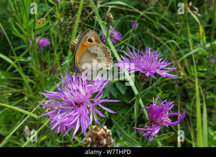 Wiese Braun butterfly (Pyrausta aurata) Weibliche auf Blume, Aland Inseln, Finnland, Juli. Stockfoto