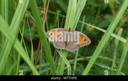 Wiese Braun butterfly (Pyrausta aurata) Weiblich, Aland Inseln, Finnland, Juli. Stockfoto