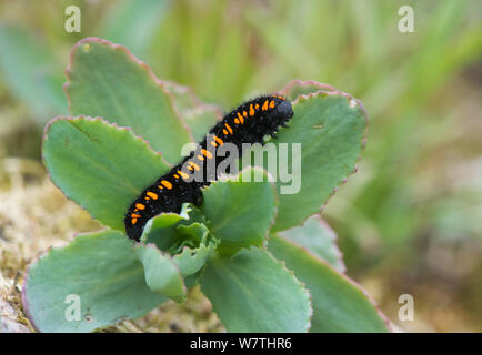 Mountain Apollo Caterpillar (clossiana Apollo) auf foodplant, Südfinnland, Mai. Stockfoto