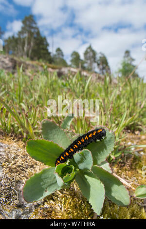 Mountain Apollo Caterpillar (clossiana Apollo) auf foodplant, Südfinnland, Mai. Stockfoto