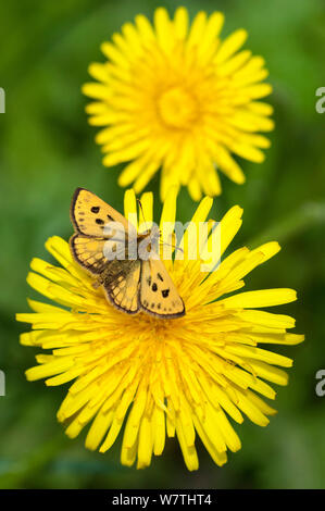 Northern Chequered Skipper Schmetterling (Carterocephalus silvicola) auf Blume, männlich, Mittelfinnland, Juni. Stockfoto