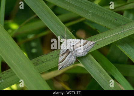 Schräg gestreiften Motte (Phibalapteryx virgata) auf Gras, Südfinnland, Juni. Stockfoto