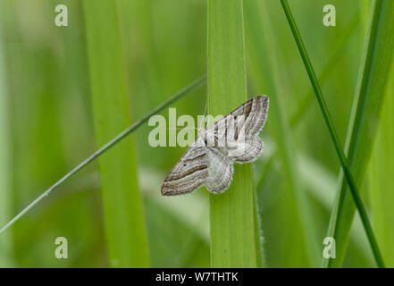 Schräg gestreiften Motte (Phibalapteryx virgata) männlich, auf Gras, Südfinnland, Juni. Stockfoto