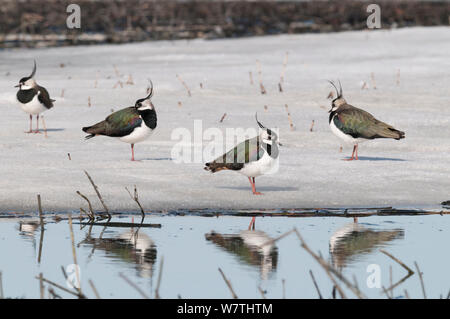 Northern Kiebitze (Vanellus vanellus) am Strand, Mittelfinnland, April. Stockfoto