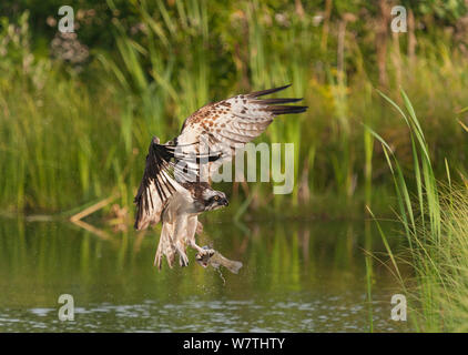 Fischadler (Pandion haliaetus), Fische zu fangen, Pirkanmaa, Finnland, August. Stockfoto