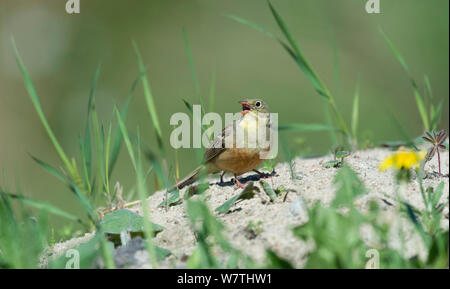 Ortolan (Emberiza hortulana) Männer am Boden, Mittelfinnland, Mai. Stockfoto