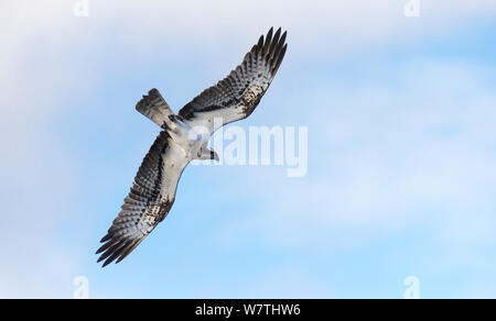 Fischadler (Pandion haliaetus) Erwachsene im Flug, Kangasala, Pirkanmaa, Finnland, April. Stockfoto