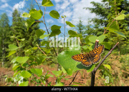 Pearl - grenzt Fritillaryschmetterling (Boloria euphrosyne) weibliche Sonnenbaden in Habitat, zentrale Finnland, Juni. Stockfoto