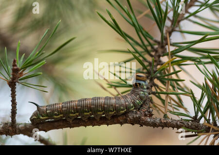 Kiefer Hawk-moth (Sphinx pinastri) Caterpillar, Südfinnland, August. Stockfoto