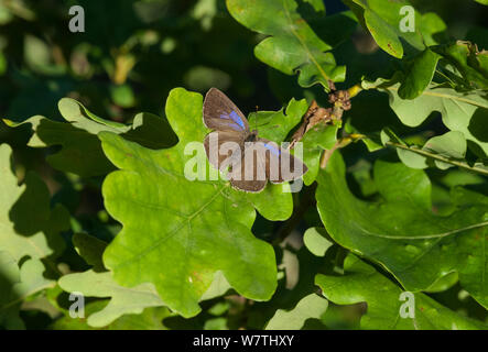 Purple hairstreak Schmetterling (Favonius quercus) Weibchen auf Eichenlaub, Aland Inseln, Finnland, August. Stockfoto