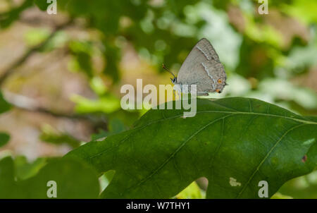 Purple hairstreak Schmetterling (Favonius quercus) Weibchen auf Eichenlaub, Aland Inseln, Finnland, August. Stockfoto