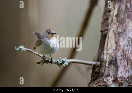 Red-breasted Schopftyrann (Ficedula parva) junge männliche, Zentral-finnland, Mai. Stockfoto