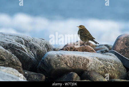 Rock Pieper (Anthus petrosus) auf gefrorenen Strand, im Südwesten von Finnland, Februar. Stockfoto