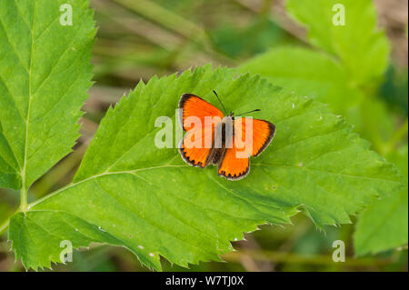 Knappe Kupfer Schmetterling (Lycaena virgaureae) männlichen auf Anthemis Blume, Südkarelien, Südfinnland, Juli. Stockfoto