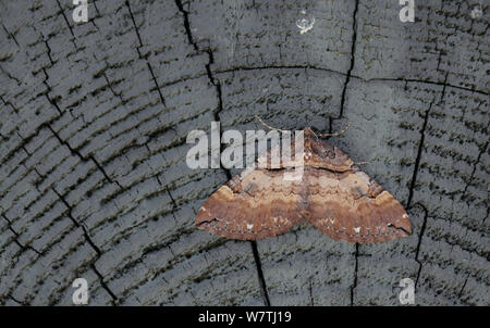 Schulter Streifen Motte (Earophila badiata) männlich, Aland Inseln, Finnland, Mai. Stockfoto