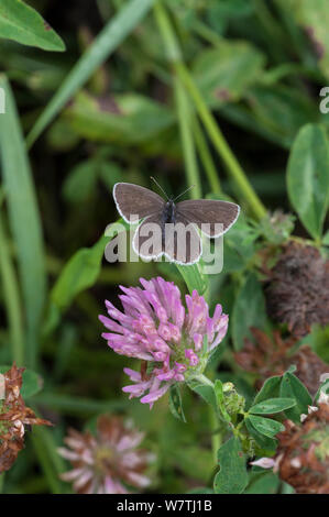 Short-tailed Blue/Tailed Amor (Cupido argiades) Weibchen auf Klee, Südkarelien, Südfinnland, Juli. Stockfoto