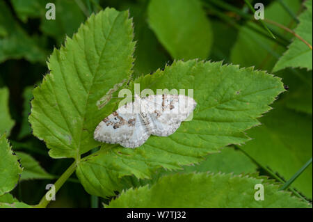 Silber - Boden Teppich Motte (Xanthorhoe montanata) auf Blatt, Südkarelien, Südfinnland, Juni. Stockfoto