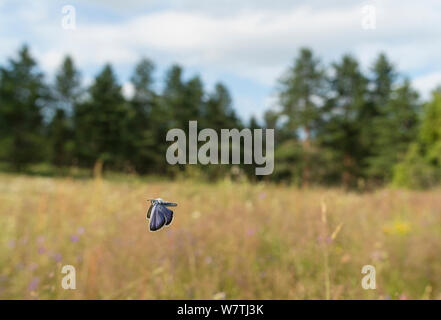 Silber - verzierte Blau (Plebejus argus) männlich im Flug, Mittelfinnland, Juli. Stockfoto