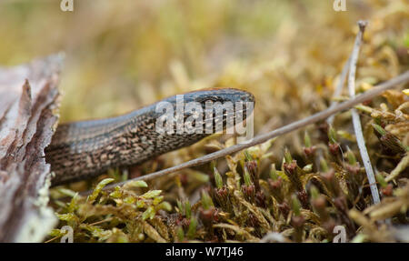 Slow worm (Anguis fragilis) Weiblich, Südkarelien, Südfinnland, Juli. Stockfoto