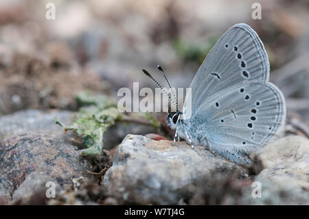 Kleine blaue Schmetterling (Cupido minimus) Weibchen auf Rock, Heinola, Südfinnland, Mai. Stockfoto