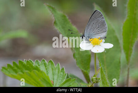 Kleine blaue Schmetterling (Cupido minimus) weibliche Einziehen auf wilde ERDBEERE (FRAGARIA VESCA), Heinola, Südfinnland, Mai. Stockfoto
