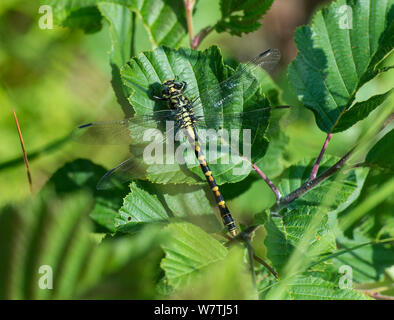 Kleine Pincertail/Green-eyed Haken-tailed Dragonfly (Onychogomphus forcipatus) Weiblich, Kittilä (ehemals Leivonmaki), Finnland, Juni. Stockfoto