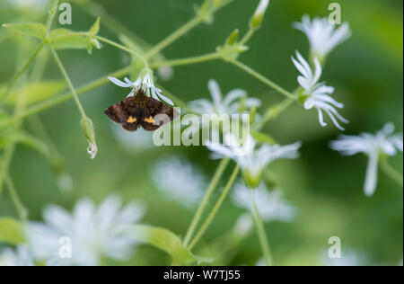 Kleine gelbe Underwing Motte (Panemeria Tenebrata) auf Stitchwort (Stellaria) South Karelia, Südfinnland, Juni. Stockfoto